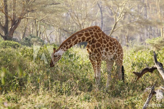 Picture of African giraffe grazing